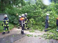 Baum auf Fahrbahn