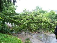 Baum auf Fahrbahn