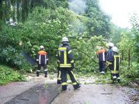 Baum auf Fahrbahn